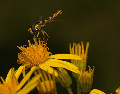 Long hover fly