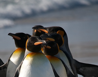 Penguins - Volunteer Point, Falkland Islands
