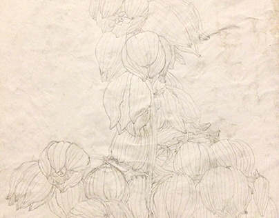 Sketch Yucca flower on Japanese paper2