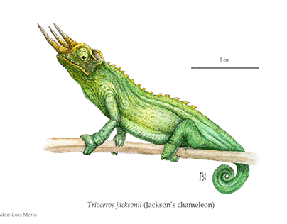 Trioceros jacksonii illustration