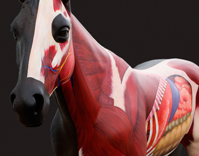 Equine Anatomy Painting on Full Size Model