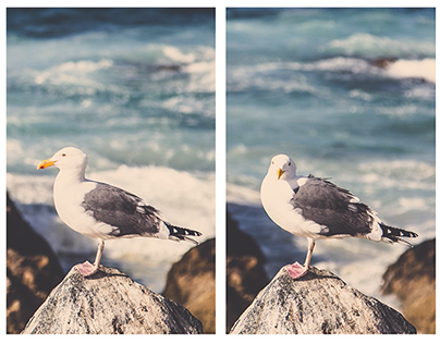 Seagull Portrait  