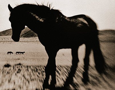 NAMIBIAN FERAL HORSES