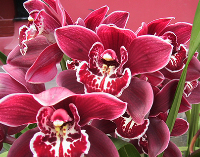 orchid-chinese tradtional culture