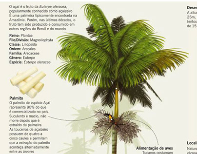Infográfico sobre palmeira de Açaí