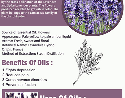 Details of Lavandin Essential Oil