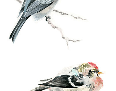 Blue Jay and House Finch