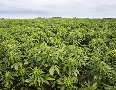 What Is The Amount Of Hemp To Eat Daily?