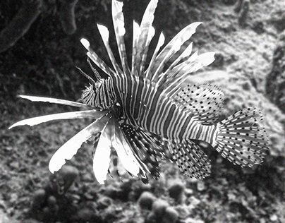 Lionfish in Turks and Caicos
