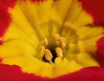2.5x Macro Photographs of Primus Vulgaris (Flowers)