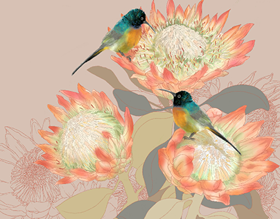 Protea and Sunbirds
