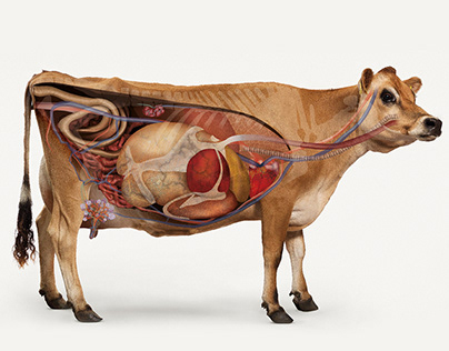 Cow Organ Illustration
