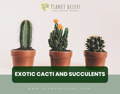 Discover Unique Cacti and Succulent at Planet Desert