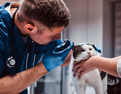 What Is Disability Insurance for Veterinarians?