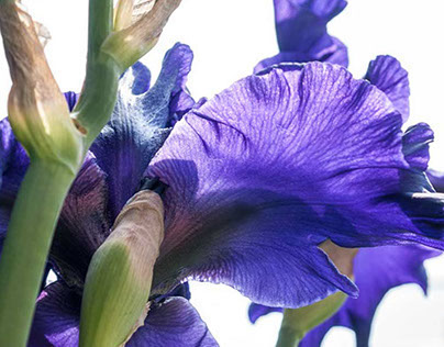 Lilies and Iris