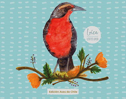 Ilustración y Diseño Papelería, edición Aves de Chile