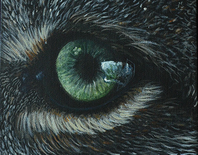 Animals Eyes serie