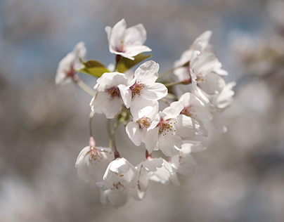 Cherry bloom 2015