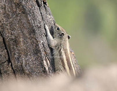 Squirrel — at Golkonda Fort, Hyderabad.