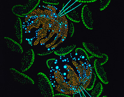 SciArt: Fluorescent Microalgae