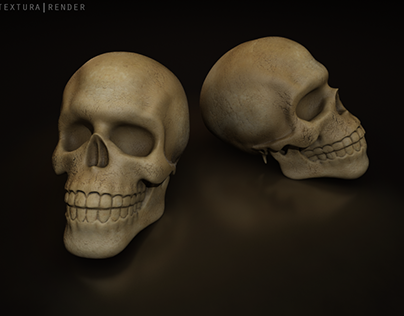 Crânio | Estudo de anatomia