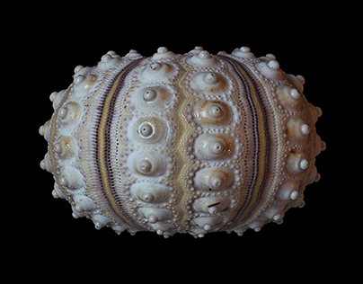 Urchin shell macro photography