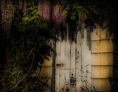 Garden Shed and Wisteria