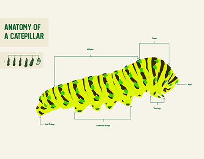 Metamorphasis of a Butterfly | information design