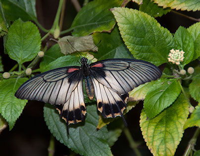 Butterfly Gardens & Butchart Gardens