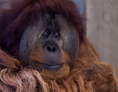 Orangutans Indianapolis Zoo