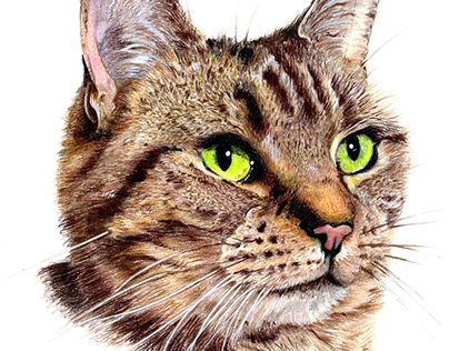 Pet Portrait Commissions - Coloured Pencil