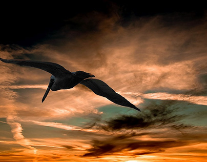 Pelican flying under sunset clouds.