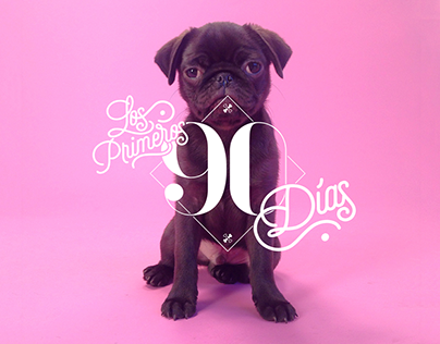 The First 90 Days | Dogourmet Calendar