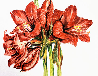 Watercolor Flower Illustrations