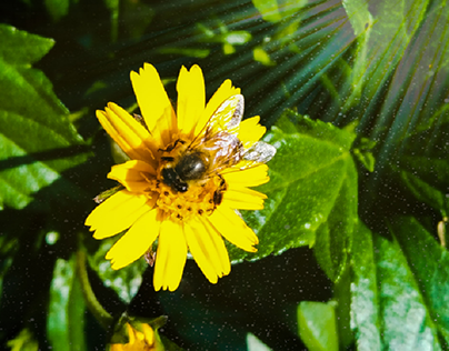 Bee 🐝 enjoy life with sunflower 🌻