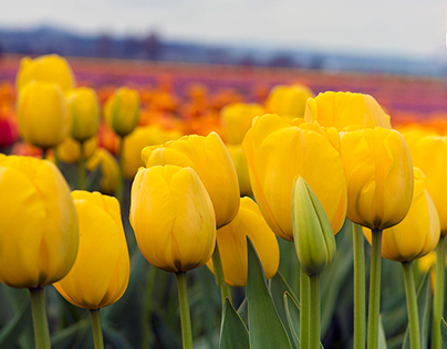 Tulip Festival in Mount Vernon Washington This Spring