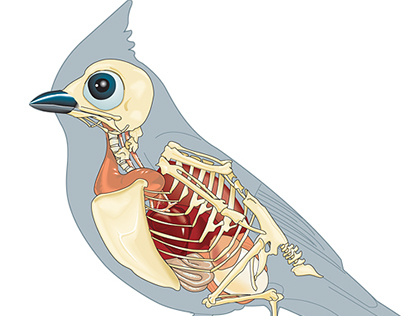 Technical cutaway drawing of a Tufted Titmouse