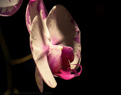 Dave's Orchids