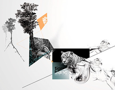Tigre Blanc - creative visuals