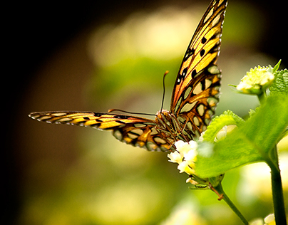 Butterflies - Nature's Flutters