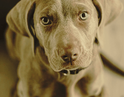 Beautiful Dog With Glowing Eyes