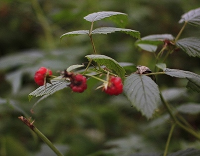 Raspberries in Savernake