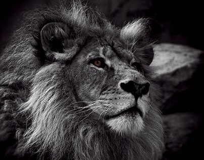 Black and White Great Lion