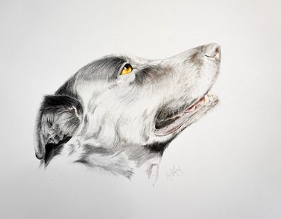 Coloured Pencil Dog Portrait