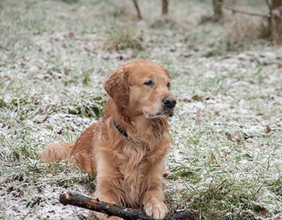Oscar and the snow