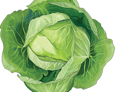Digital Illustration of Cabbage.