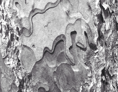 Tree textures