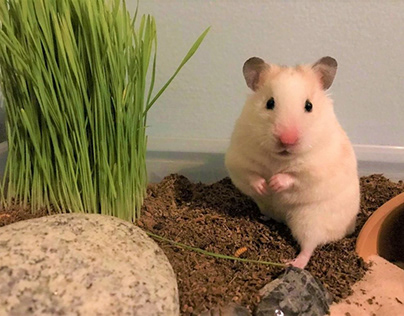 Can Hamsters Eat Coconut? [Inc. Safety Tips]