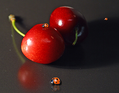 Lady bugs after the cherry