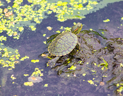 Summer Turtles